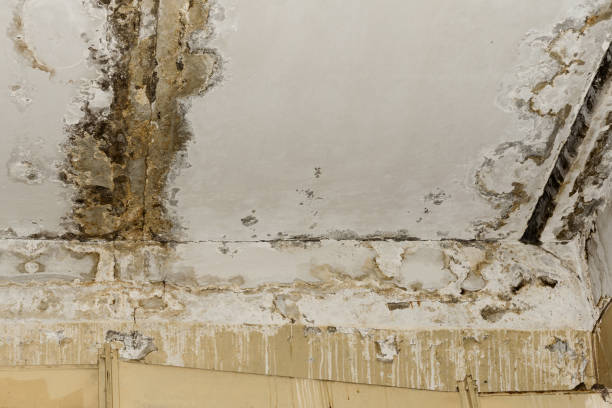 Forensic Mold Investigation in Arvin, CA