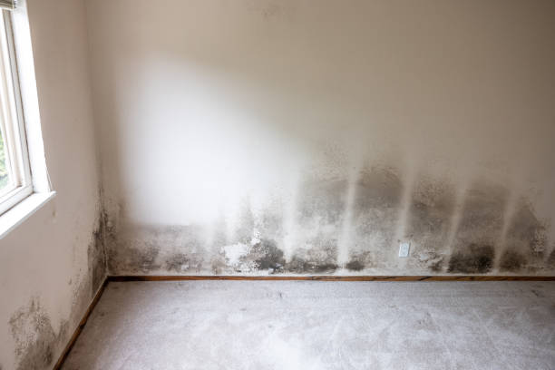 Professional Mold Inspection, Removal & Remediation in Arvin, CA